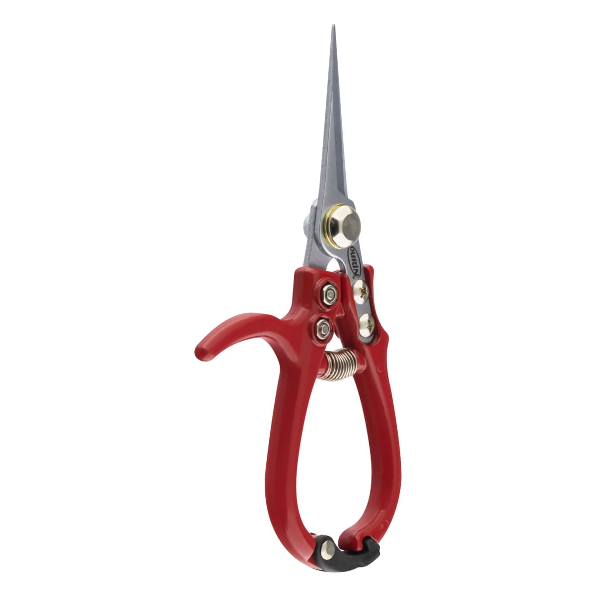 TesouradePodaLongaDurín61/2``AngularEsquerda2