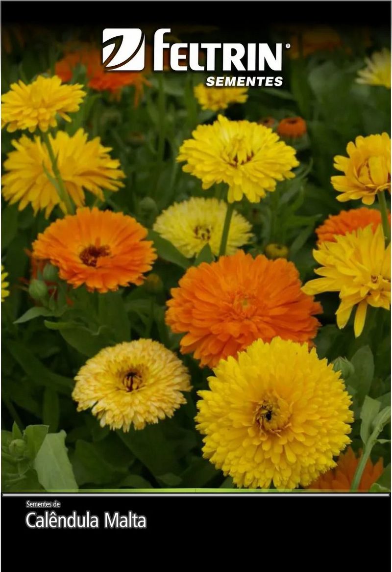 Sementes-Calendula-Malta-Feltrin-151408