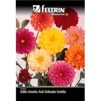 Sementes Dalia Anã Feltrin