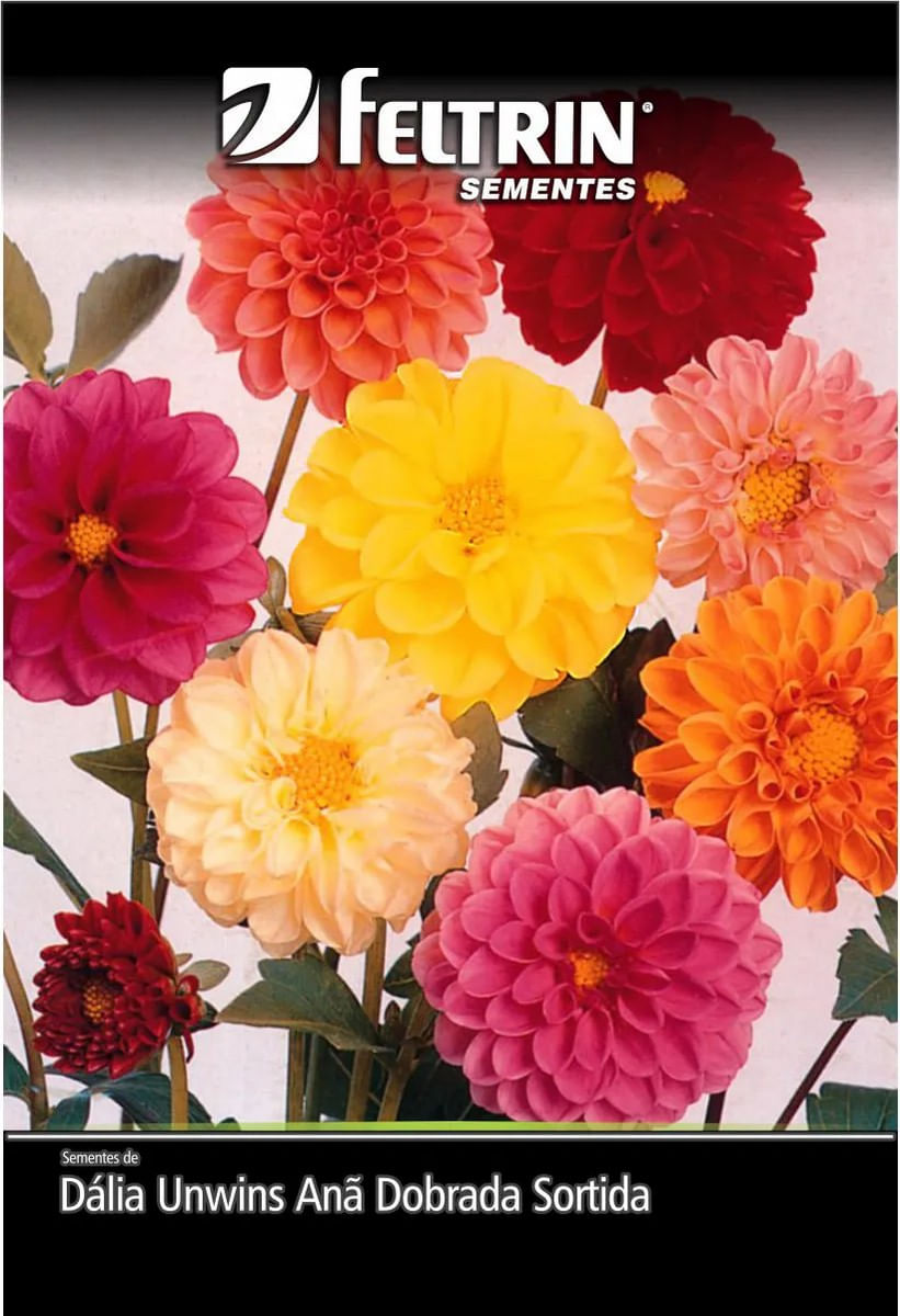 SementesDaliaAnaFeltrin-151409