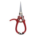 TesouradePodaLongaDurin61/2``-6808